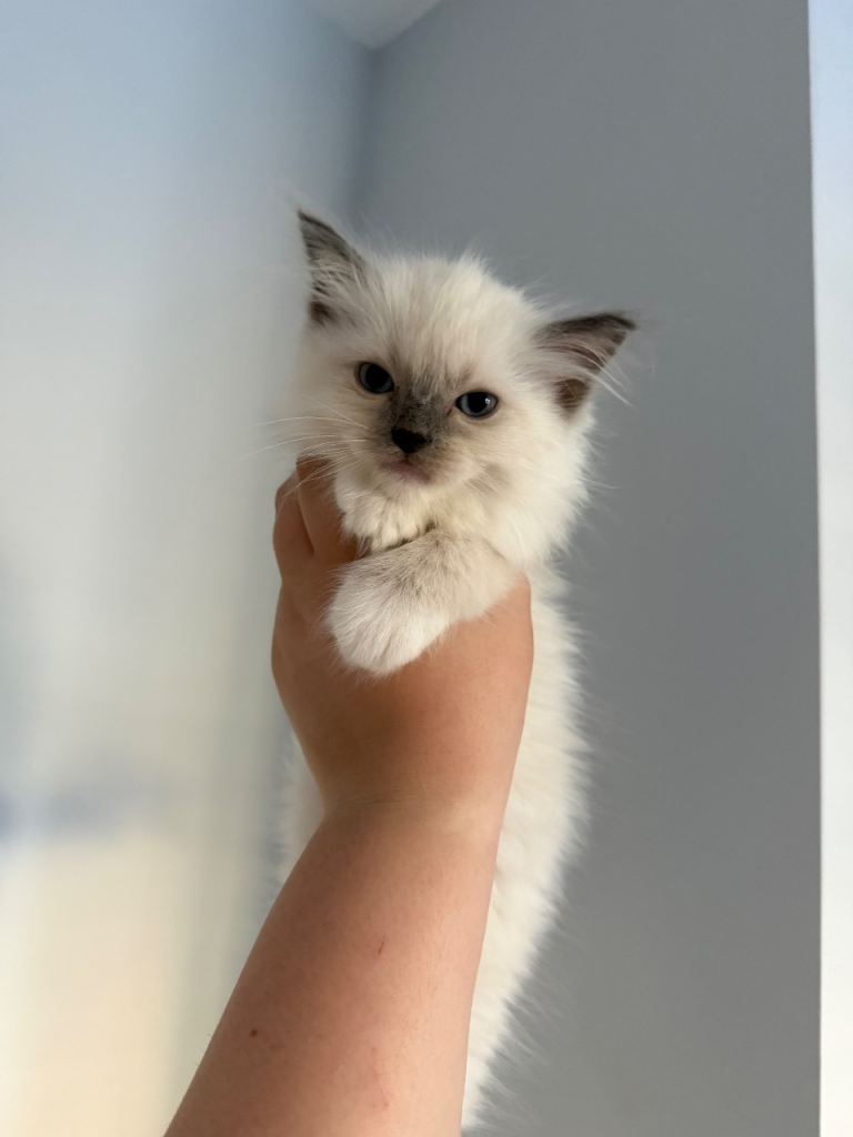 Ragdoll kittens✨
