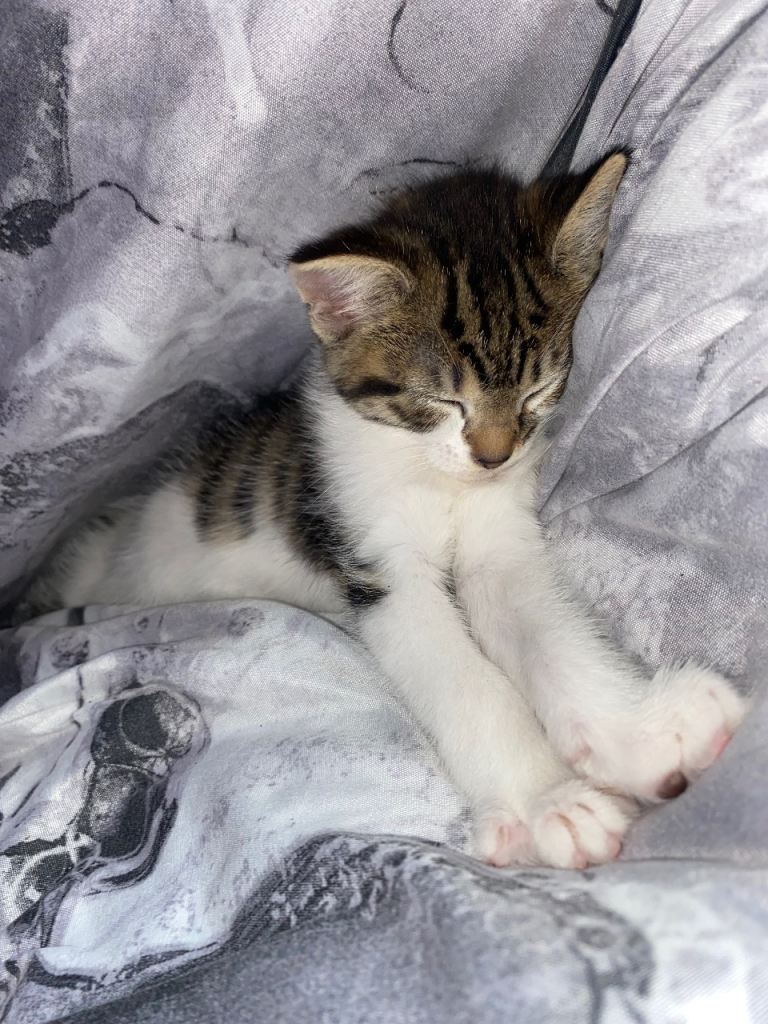 female kitten