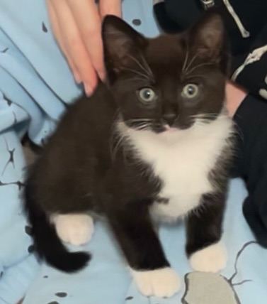 9 week old kitten comes with all that you need