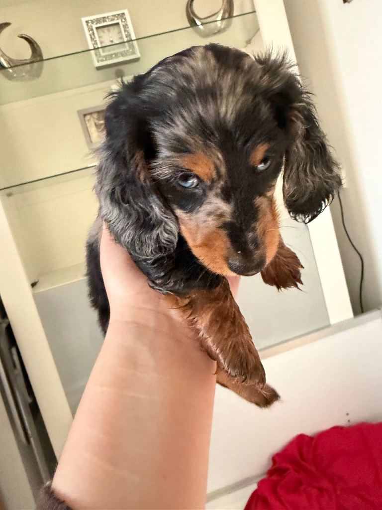 Dachshunds miniature long haired fluffy