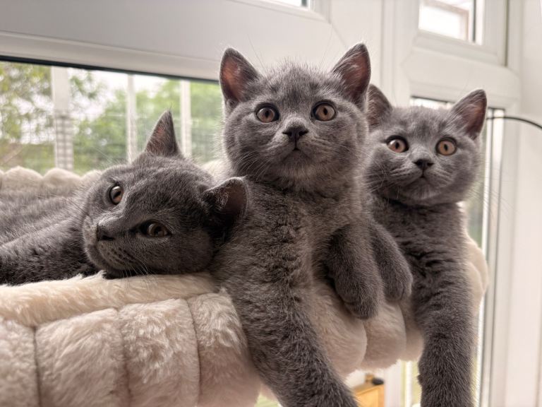 British Shorthair Kittens - Blue 