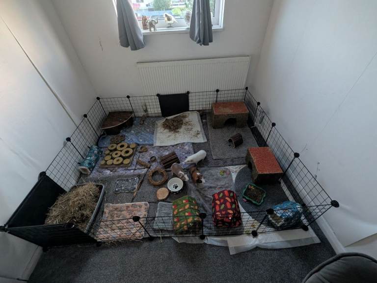 3 male Guinea pig with full cage set up