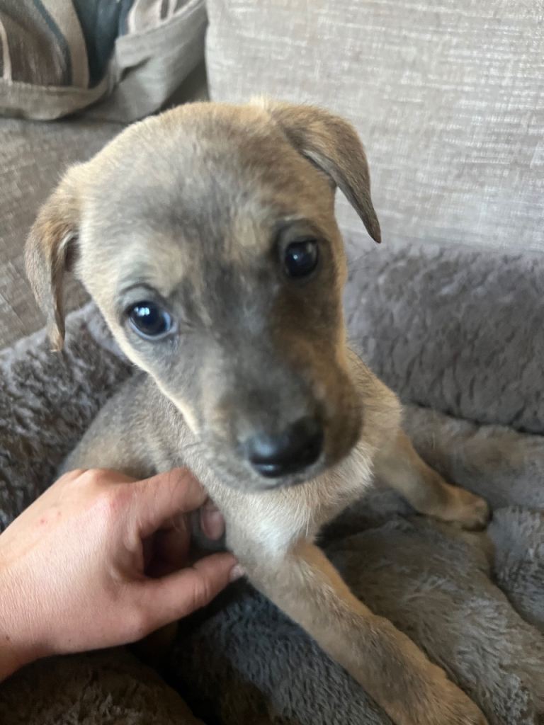Lab cross lurcher
