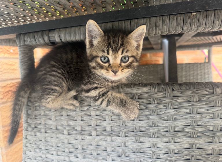 4 KITTENS LEFT READY NOW🐱