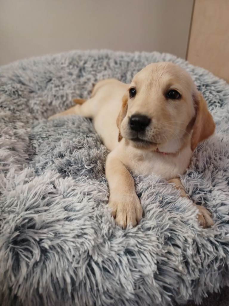 8 beautiful labrador puppies looking for their forever home 