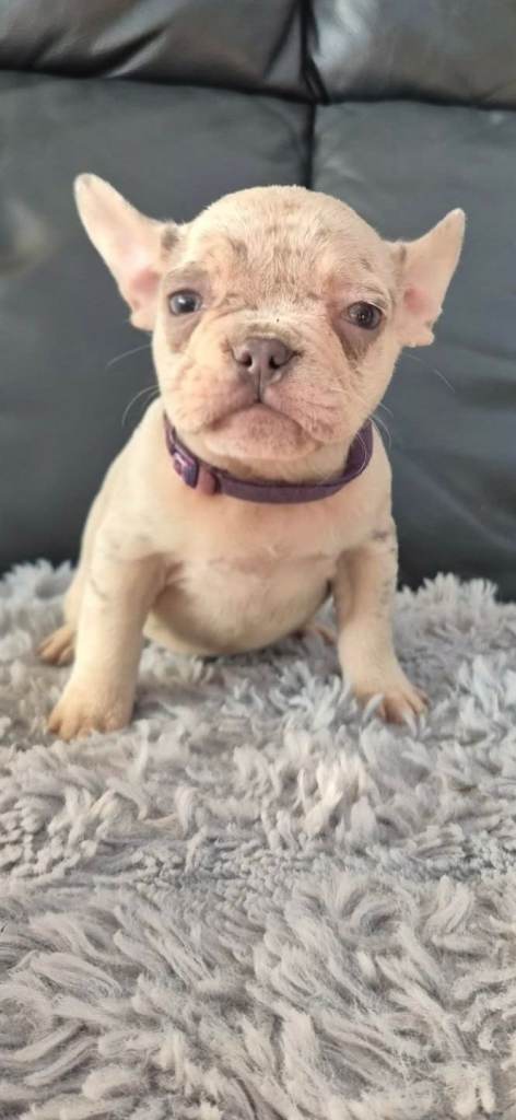 Frenchy fur babies 