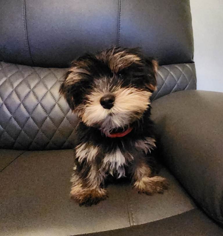 💥LAST PUP (BOY) BEAUTIFUL YORKSHIRE (BIEWER) TERRIER PUPS💥