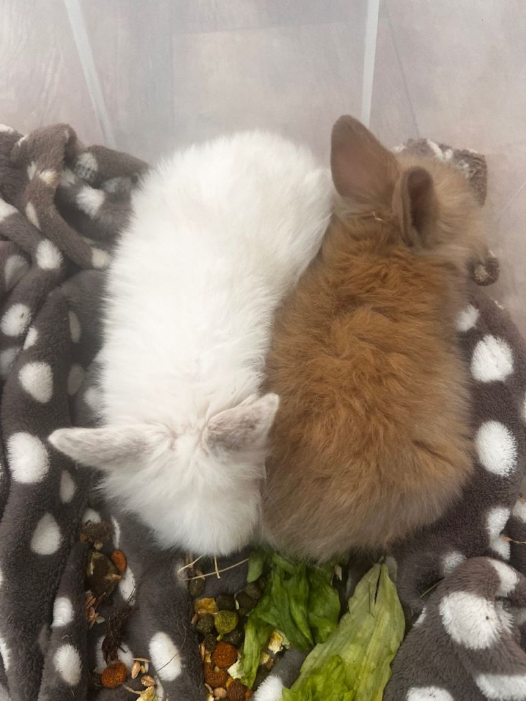 Baby rabbits 