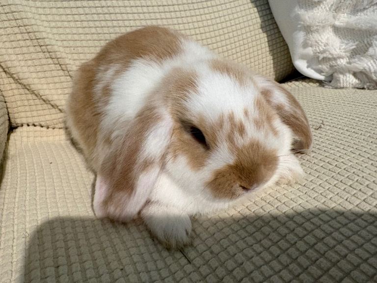 Mini lop babies ALL  SOLD‼️ 