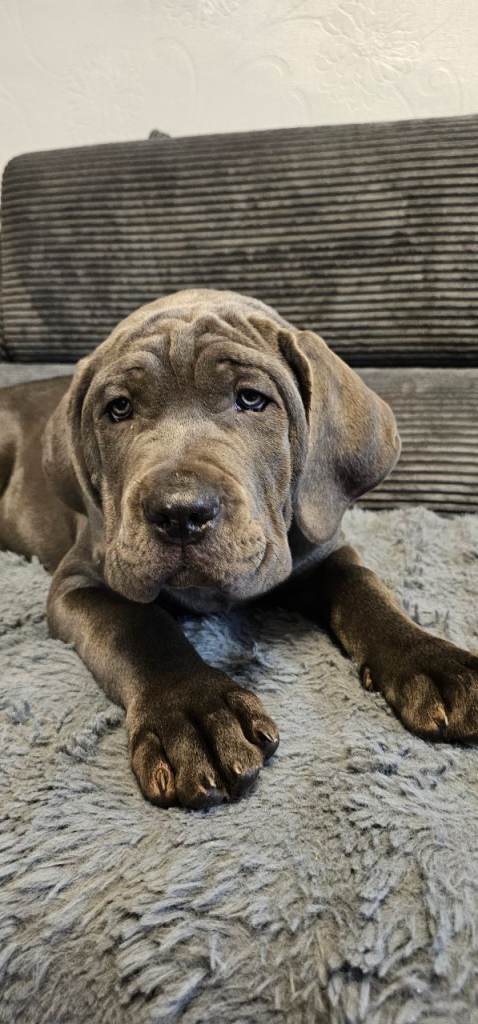 Puppies Cane Corso