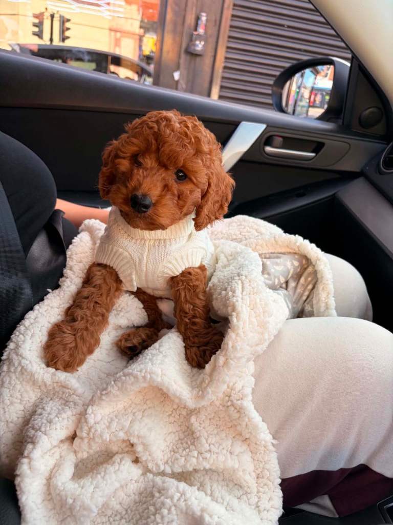 Cavapoo 12 weeks old 