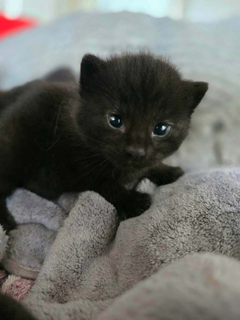 2 x Boys Kittens
