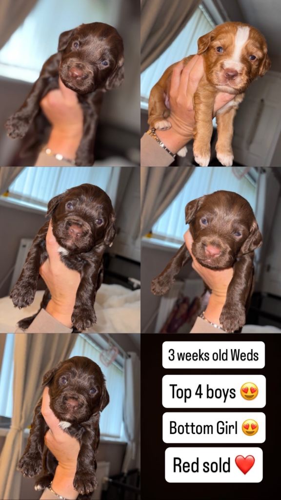 Beautiful puppies for sale