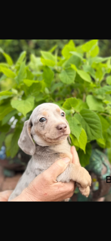 Miniature dachshund - chocolate tan/lilac 