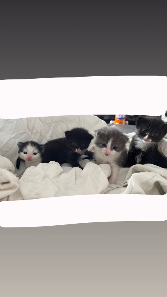 4 kittens 