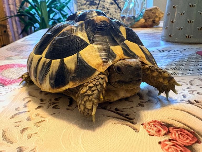 Tortoise 