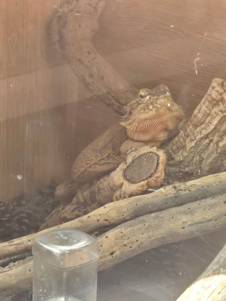 Bearded dragon with full set up 