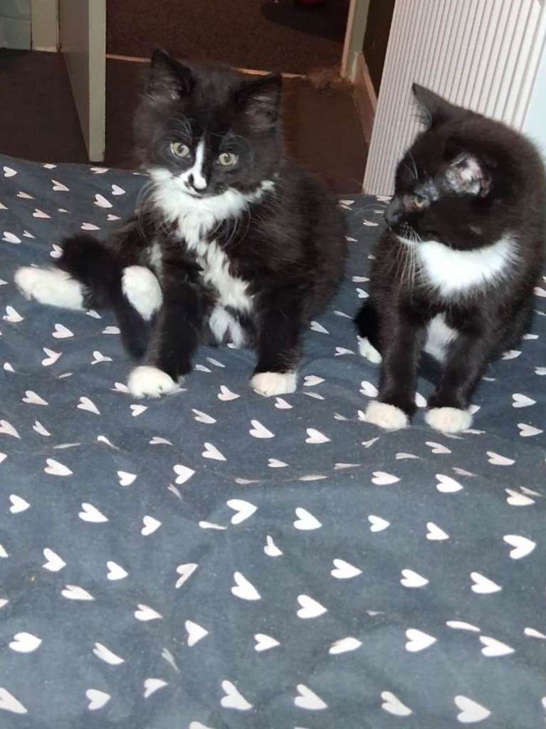10 weeks old , ready to leave 