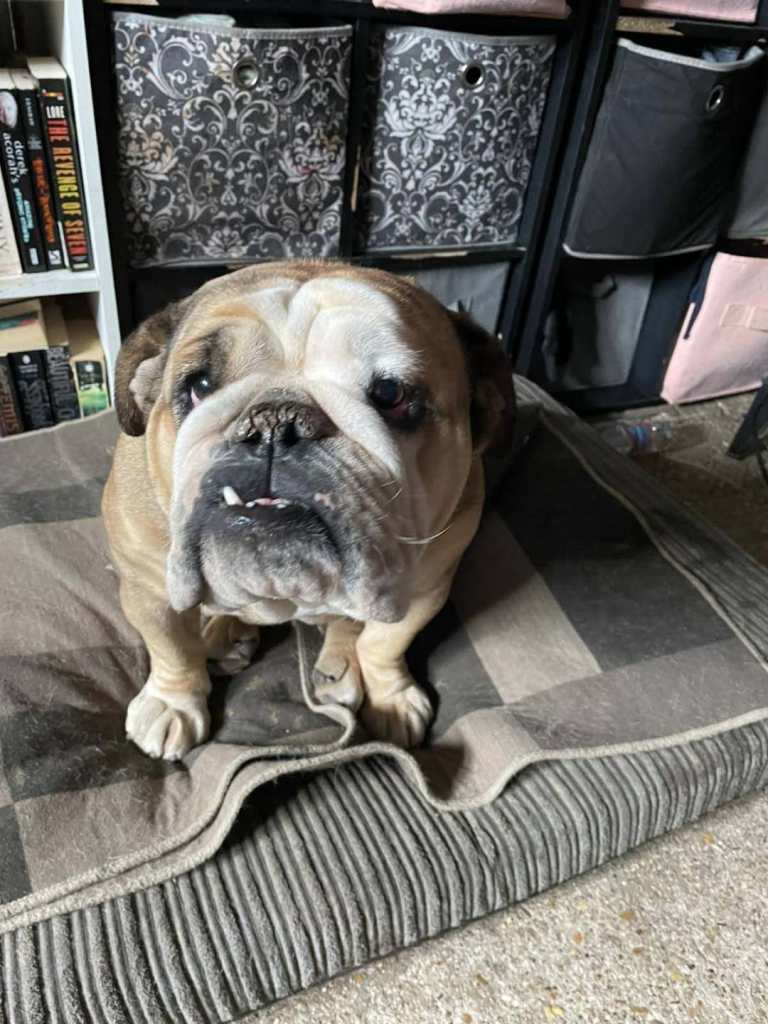 2 year old female bulldog