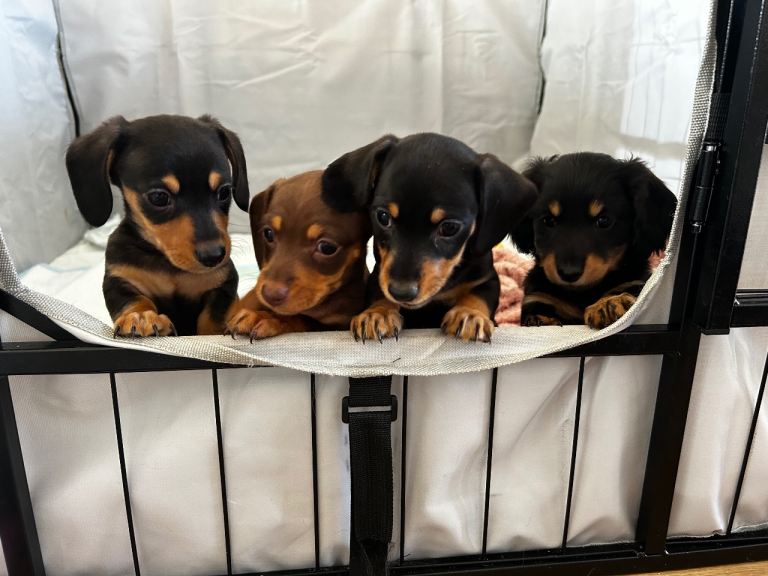Miniature dachshund puppies 