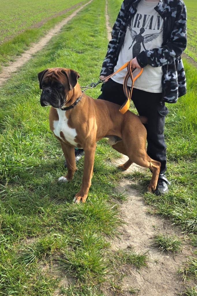 Beautiful male boxer