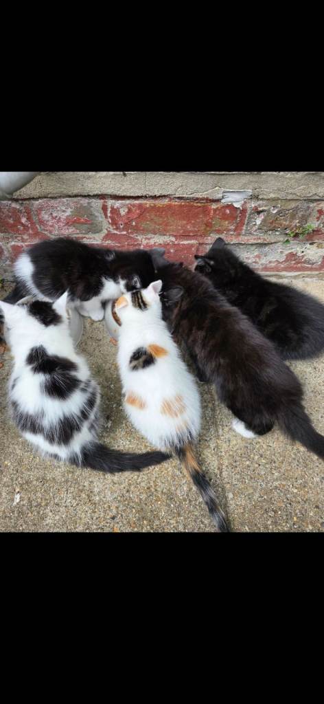 Kittens ready today !