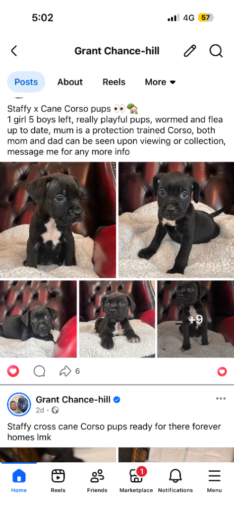 Staffy cross cane Corso puppy’s 