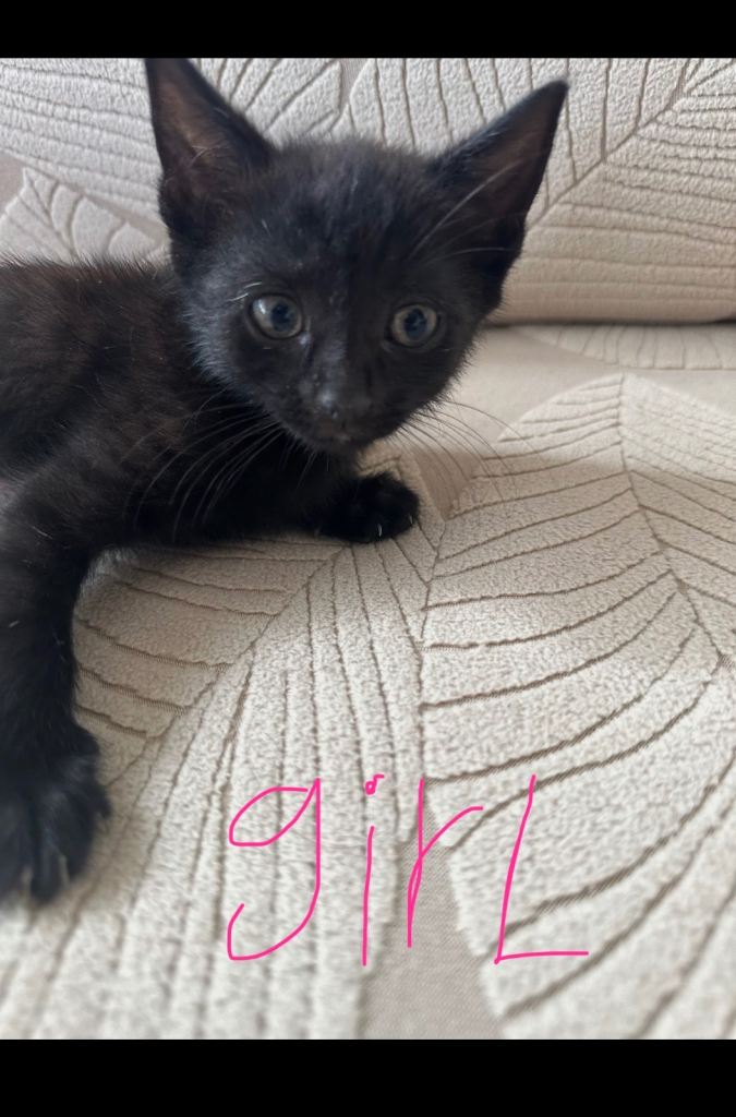 Last beautiful kitten