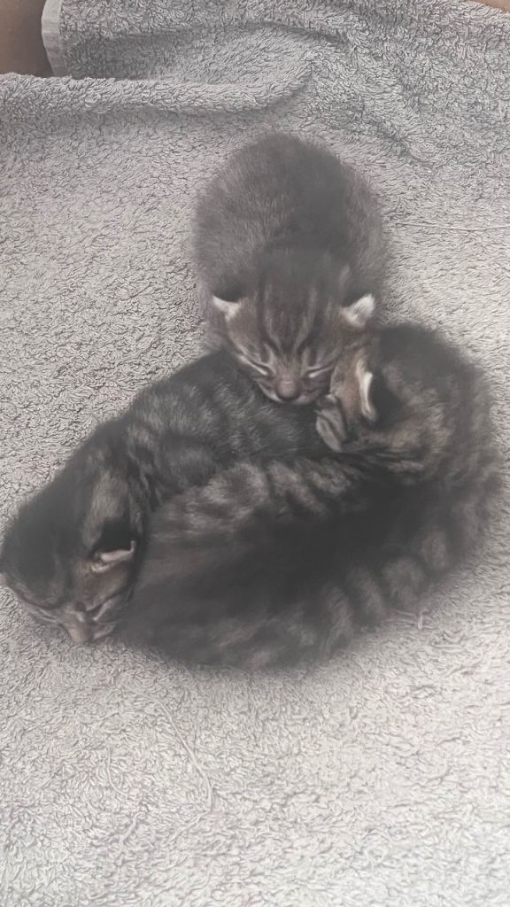 Kittens
