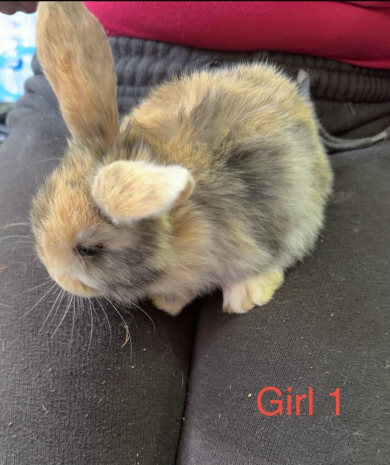 Pure breed mini lop rabbits 