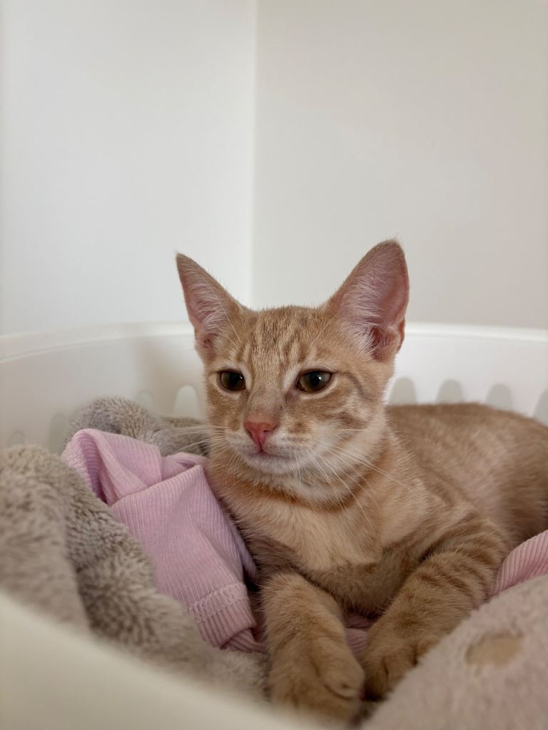 ORANGE KITTEN WITH GOLDEN EYES