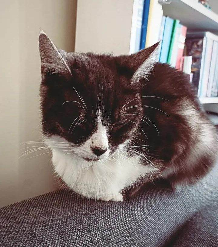 Female cat looking for loving home