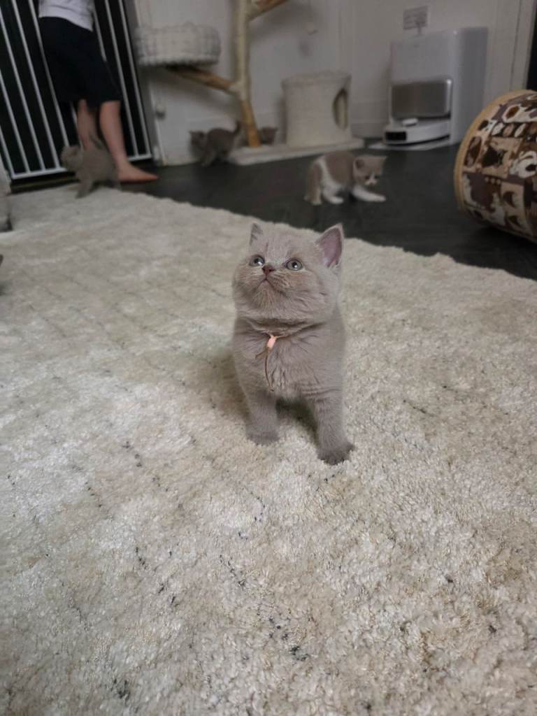 9 Beautiful British shorthairs 