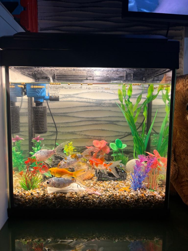 Fish tank including fish water filter pump and liquid to purify water including food 