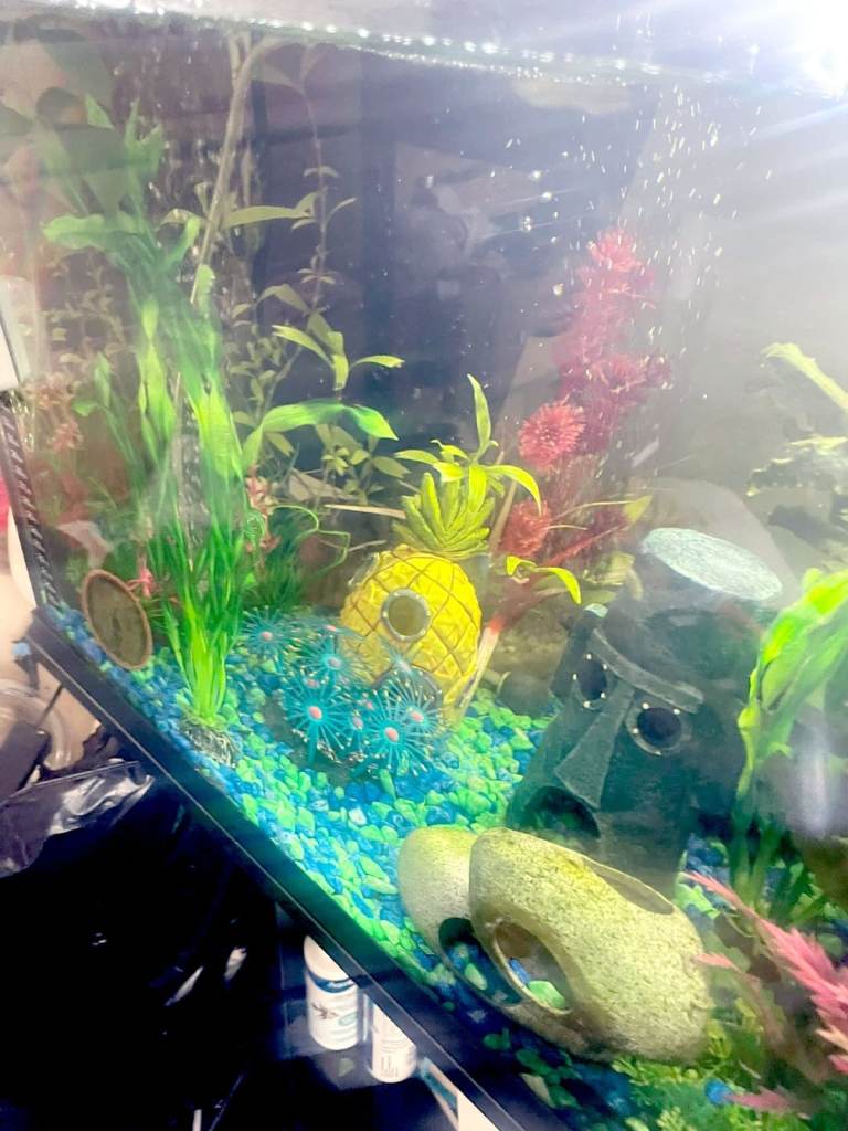 Fish tank and fish