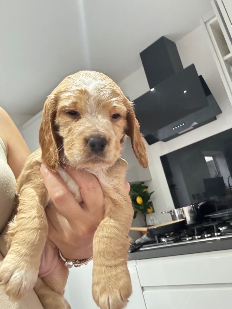 Cocker spaniel puppies for sale 