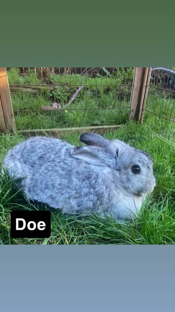 American Chinchilla Rabbits