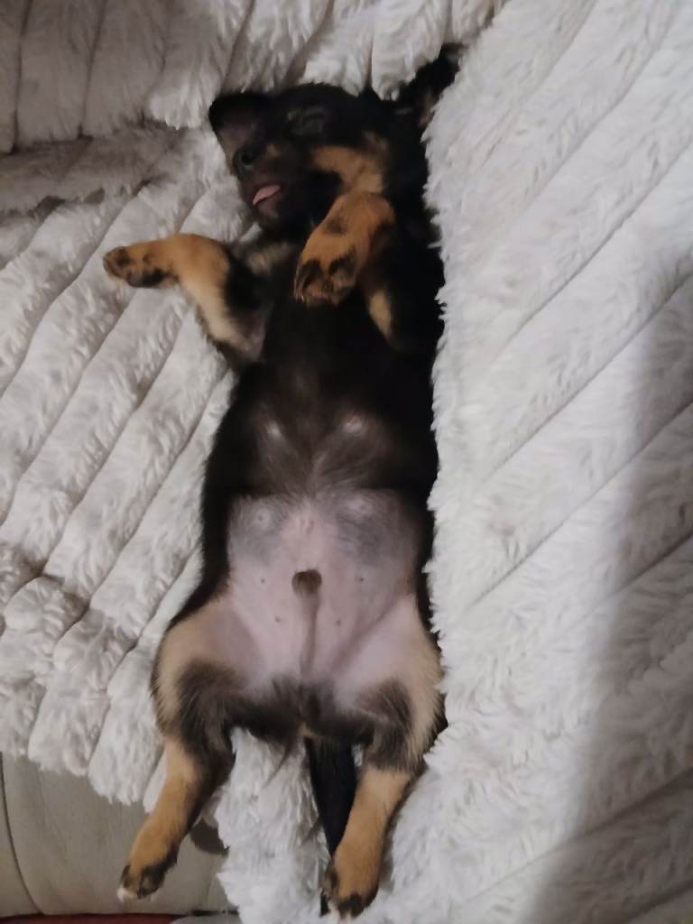Dachshund mix