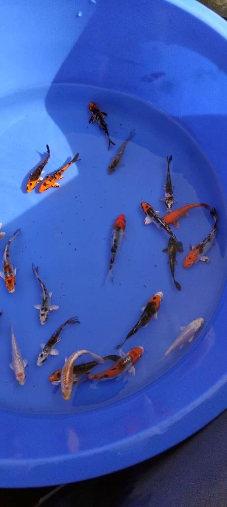 koi carp for sale from £6