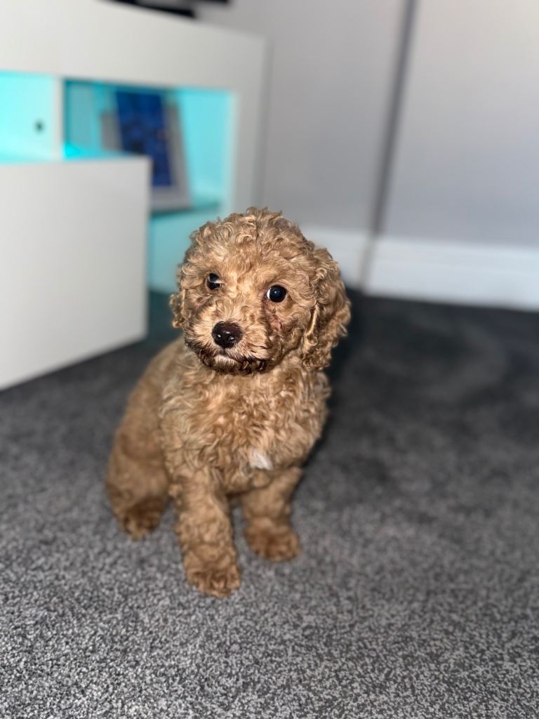 Cavapoo