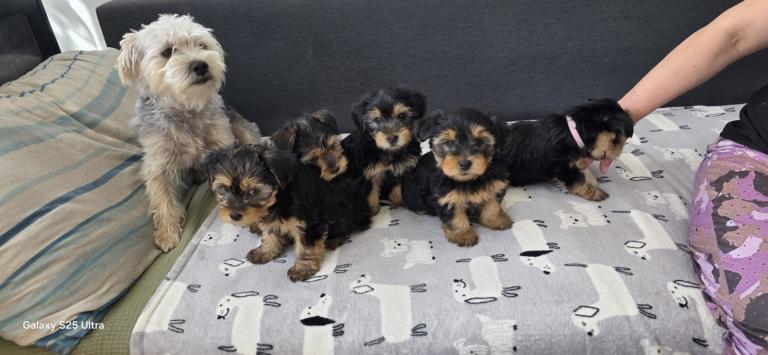 5- Adorable Yorkshire Terrier Puppies