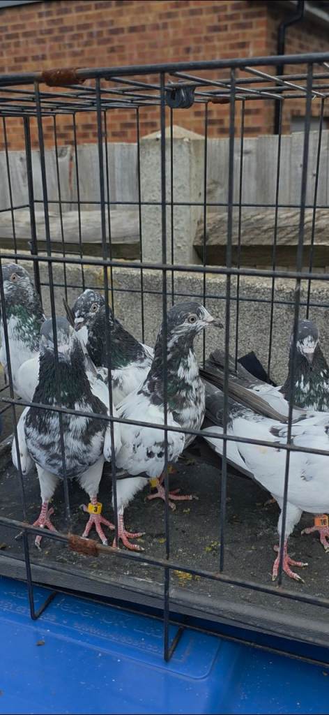 PAKISTANI HIGH FLYERS PIGEONS 