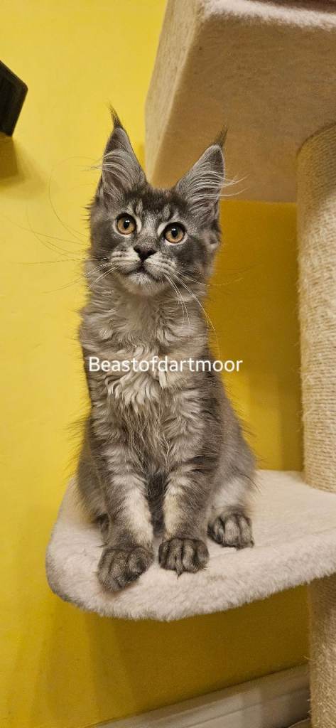 TICA Registered Maine Coon Kitten