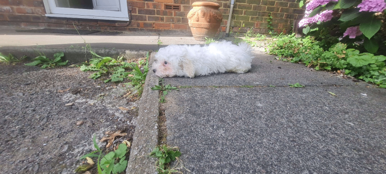 Maltese mix puppy
