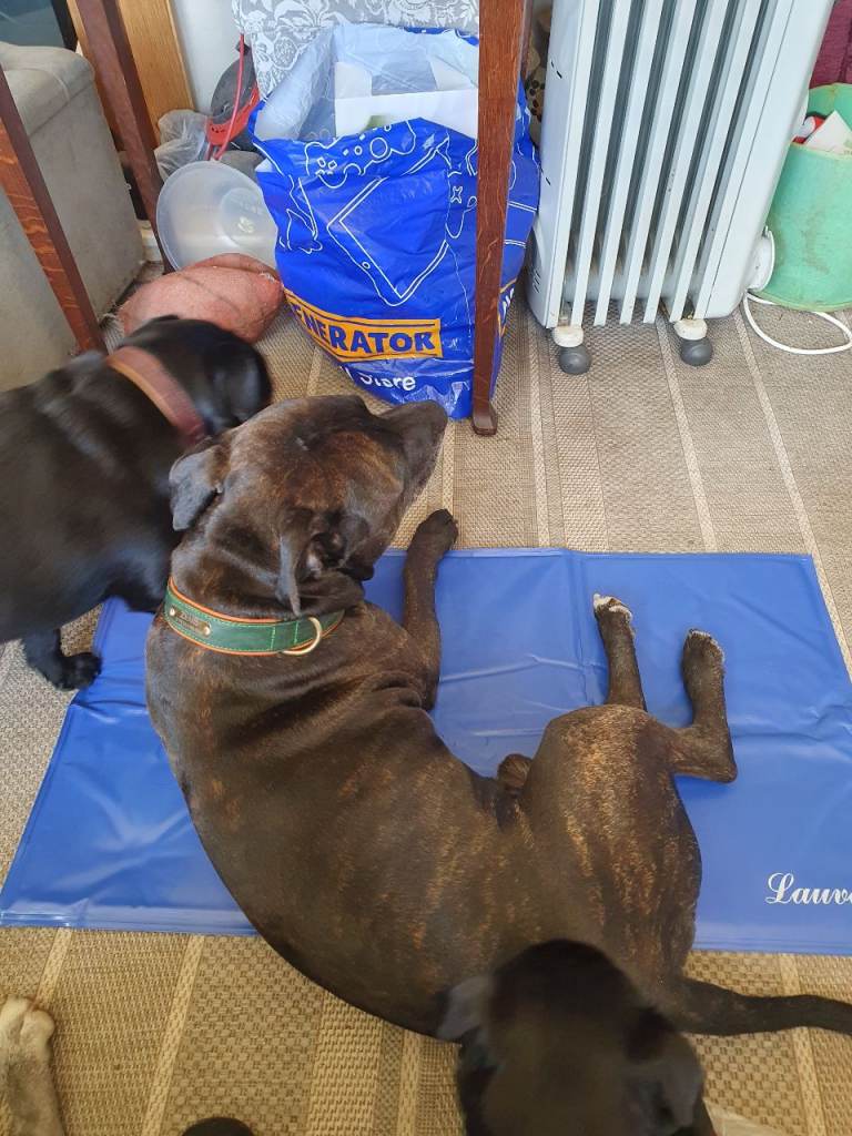 Pet cooling mats
