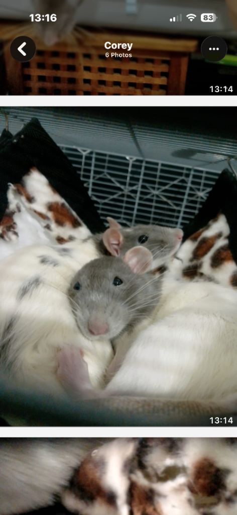 Female rats.