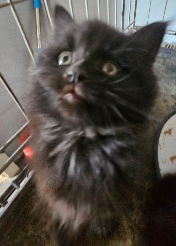 Beautiful black fluffy kittens