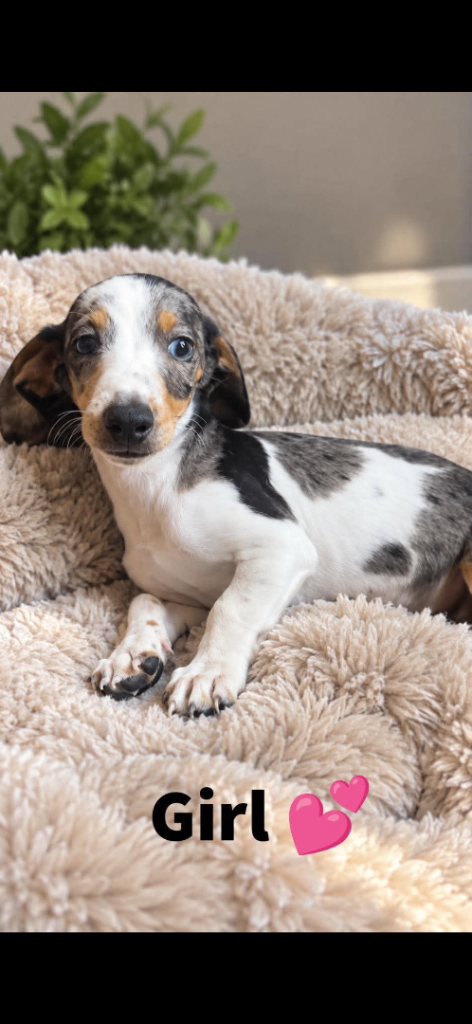 Dachshund puppies 