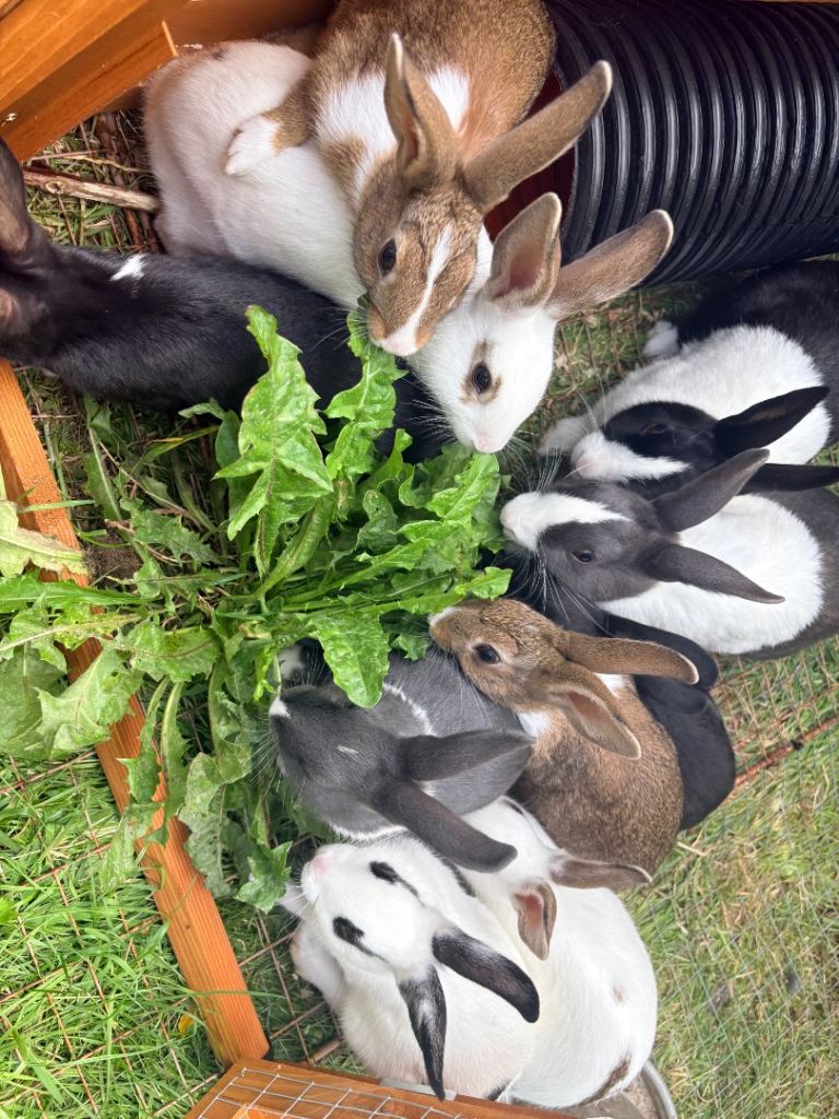 Rex X Rabbits Ready Now 