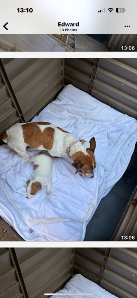 Selling puppies 